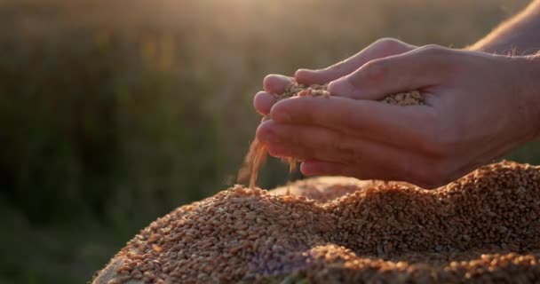 农民在阳光下手握谷物 有机耕作概念 — 图库视频影像