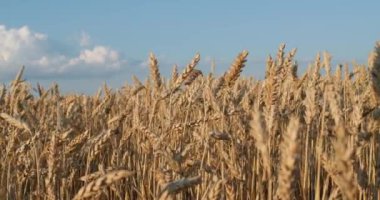 Mavi gökyüzüne karşı olgunlaşmış buğday kulakları.
