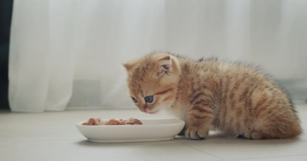 Cute Cat Eats His Bowl Window Video — Stock Video