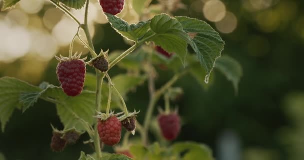 Juicy Raspberry Ripens Spit Sun — ストック動画