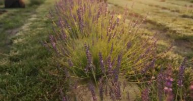 Row of lavender bushes at sunset. Slider shot