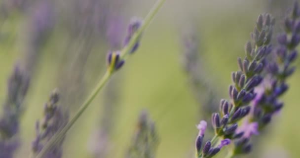Lavandin Bushes Field Medicinal Plant Beautiful Field — Stok video
