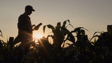 Silhouette of a male farmer in a corn field. Uses a tablet at sunset. clipart