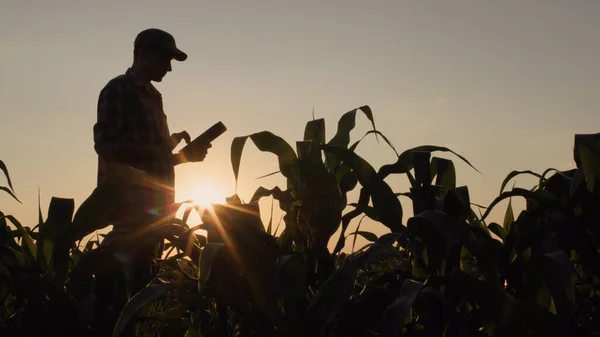 Egy Férfi Farmer Sziluettje Kukoricaföldön Napnyugtakor Tablettát Használ — Stock Fotó