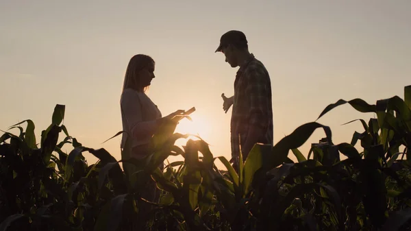 Két Férfi Női Farmer Sziluettjei Napnyugtakor Kukorica Területén Dolgoznak Használjanak — Stock Fotó