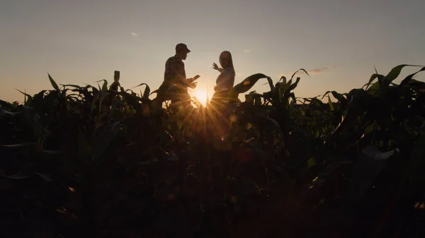 Силуети Двох Фермерів Чоловічої Жіночої Статі Вони Працюють Полі Кукурудзи — стокове фото