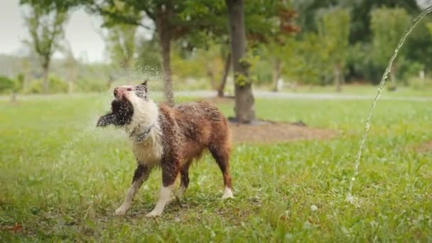 Mokry Pies Otrząsa Się Wody Plamy Latają Wszystkich Kierunkach — Wideo stockowe