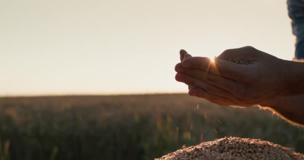 Bir Adam Bir Tarlanın Arka Planında Bir Avuç Dolusu Buğday — Stok video