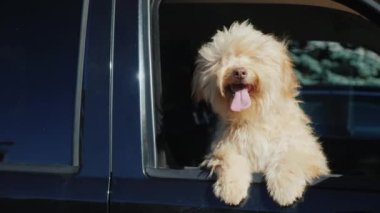 Şirin köpek arabanın sahibini beklerken arabanın camından dışarı bakar..