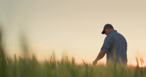 Bauer Auf Einem Weizenfeld Berührt Die Ähren Mit Der Hand — Stockvideo