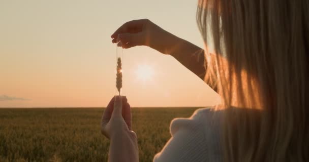 研究人员在太阳前拿着一个装有麦穗的瓶子 — 图库视频影像