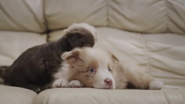 リビングルームのソファーにいくつかのかわいい子犬が横になっている — ストック動画