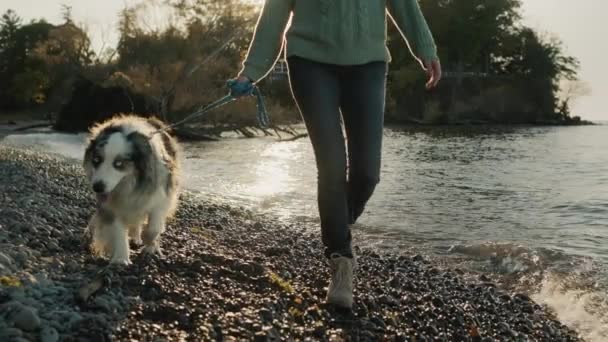 湖沿いの犬と一緒に歩いている女性 — ストック動画