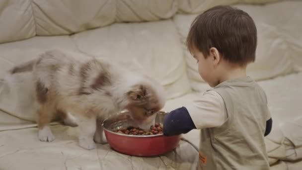 Aziatisch Kind Voeden Van Een Puppy Bank Woonkamer — Stockvideo