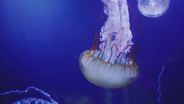 Piękna Meduza Błękitnej Wodzie Niesamowite Zwierzęta — Wideo stockowe