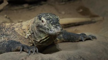 Heybetli Komodo ejderhasının portresi. Nadir bulunan bir hayvan türü..