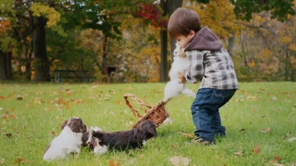 Komik Çocuk Köpek Yavrularını Sepete Koyar Evcil Hayvanlarla Parkta Oynar — Stok video