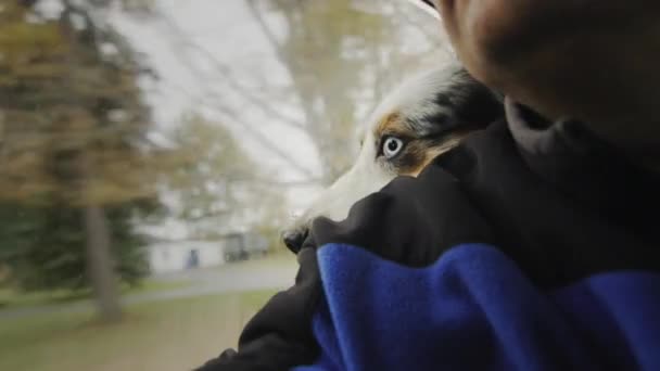 Śmieszny Pies Jedzie Bagażniku Samochodu Kładzie Głowę Ramieniu Pasażera — Wideo stockowe