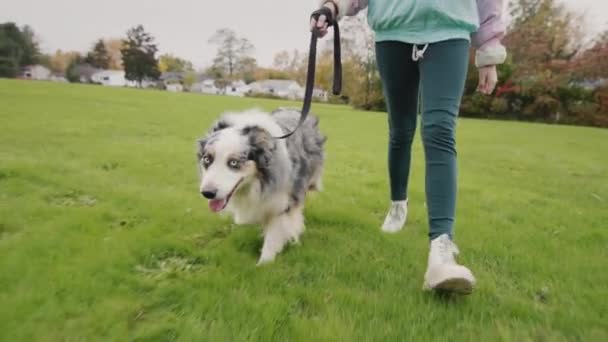 Een Kind Loopt Met Een Schapenhond Aan Lijn Het Herfstpark — Stockvideo