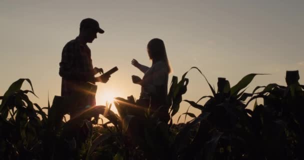 Silhuetter Två Manliga Och Kvinnliga Jordbrukare Arbetar Inom Majsfältet Vid — Stockvideo