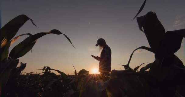 Eine Junge Bäuerin Steht Bei Sonnenuntergang Einem Maisfeld Verwendet Ein — Stockvideo