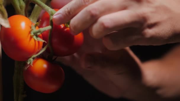 Farmer Plucks Ripe Tomatoes Greenhouse Video — Stock Video