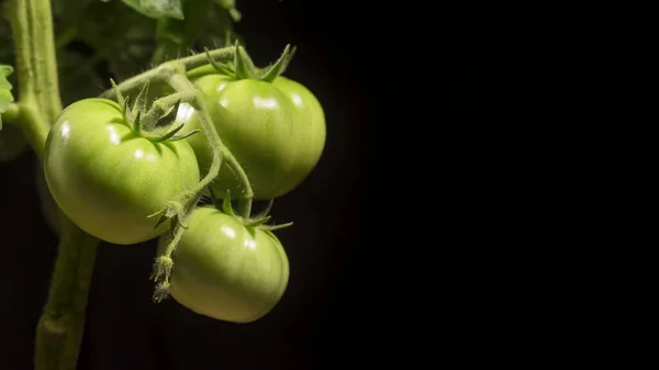 Branch Three Green Tomatoes Black Background — Stock Photo, Image