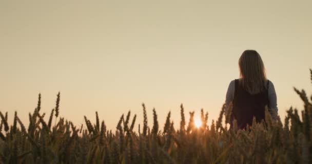 夕暮れ時に熟した小麦の畑に立つ農家の女性のシルエット バックビュー — ストック動画