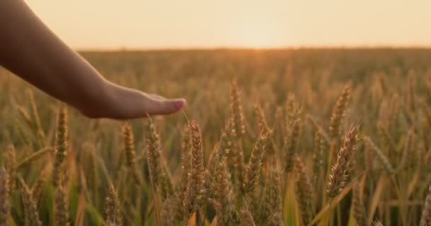 日落时分 妇女用手抚摩成熟的麦穗 — 图库视频影像