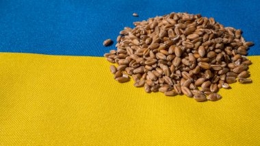 Ukrayna bayrağında bir avuç tahıl. Gıda arzı ve tahıl koridoru kavramı.