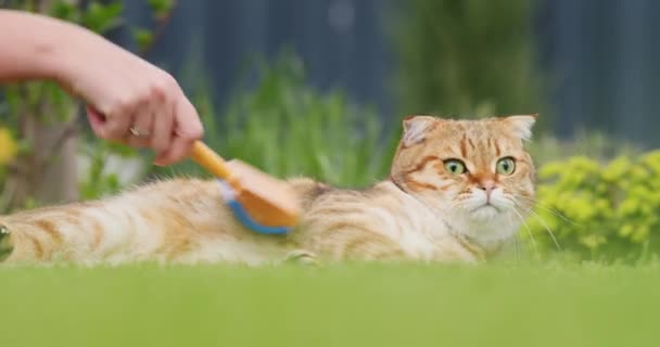 Ägaren Sällskapsdjuret Kammar Håret Ingefära Katt — Stockvideo
