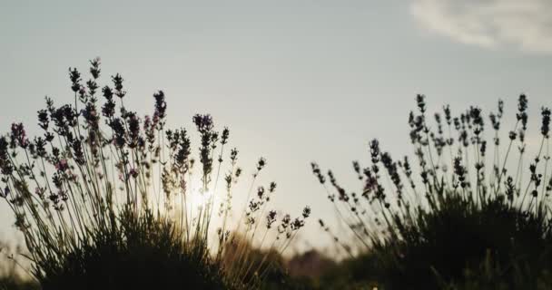 Güneş Lavanta Çalılarının Arasından Parlıyor Yazın Güzelliği Statik Çekim — Stok video
