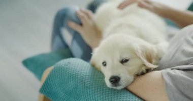 Yaşlı bir kadının kollarında oturan tatlı Golden Retriever köpeği..