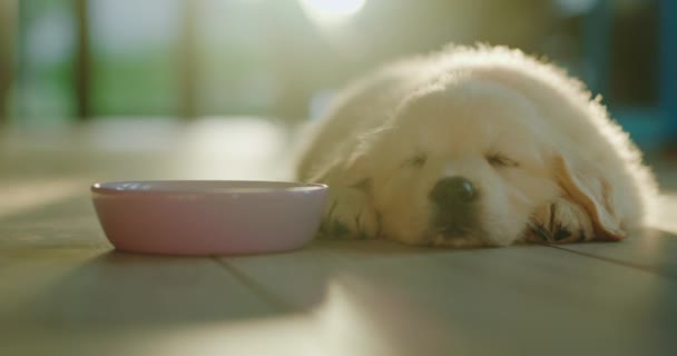 Een Schattige Kleine Golden Retriever Puppy Ligt Slapen Buurt Van — Stockvideo