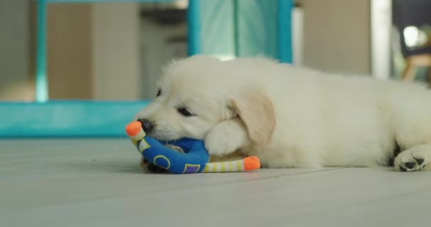 一只金毛猎犬的可爱的小狗在地板上玩耍 在柔软的玩具上啄食着 — 图库视频影像