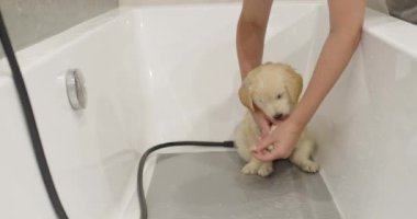 Güzel bir golden retriever köpeğinin ilk banyosu. Sahibi, köpeği küvette yıkar..