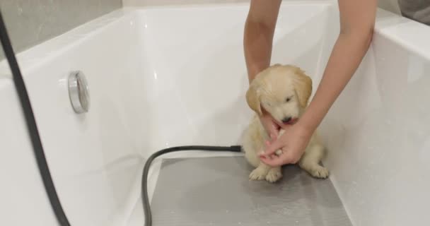 Primer Baño Lindo Cachorro Golden Retriever Dueño Baña Perro Bañera — Vídeos de Stock