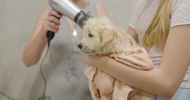 Власник Собаки Сушить Цуценя Фен Після Ванни — стокове відео