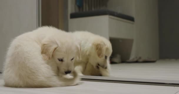 おかしい子犬は鏡で尻尾で遊んでいる おかしい動物のビデオ — ストック動画