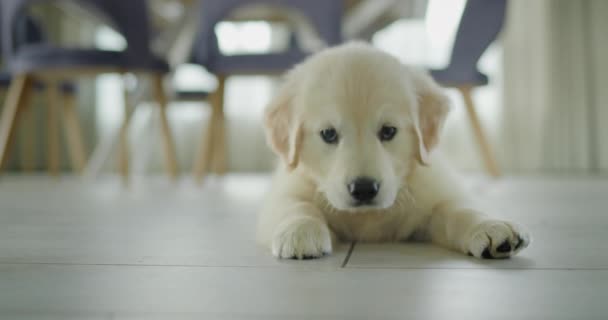 Filhote Cachorro Bonito Fica Chão Sala Jantar Esperando Por Deleite — Vídeo de Stock