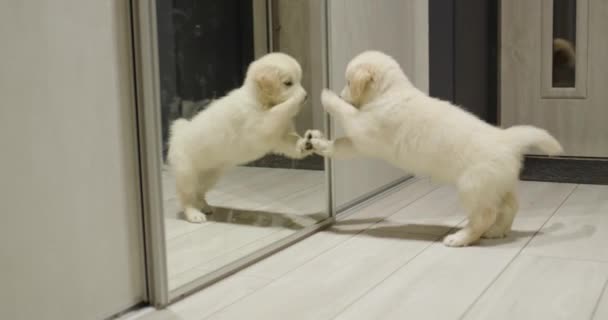 おかしいゴールデンレトリーバーの子犬は 鏡に映った彼の反射で演奏します 犬は初めて鏡を見る — ストック動画