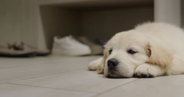 一只金毛猎犬的小狗躺在走廊里 背靠在鞋子的后面 等它的主人 — 图库视频影像