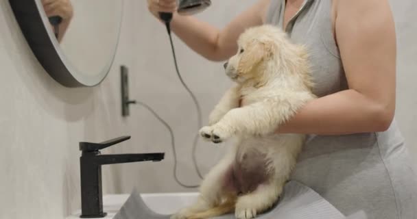 Pequeno Filhote Cachorro Golden Retriever Seco Com Secador Cabelo Após — Vídeo de Stock