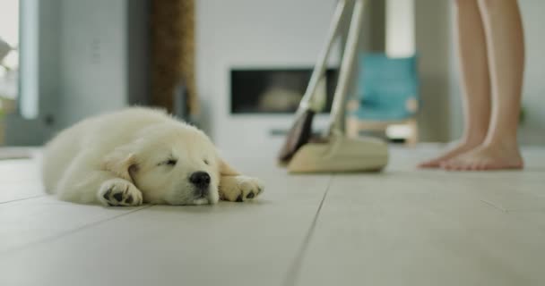 Собака Відпочиває Підлозі Будинку Задньому Плані Власник Підмітає Підлогу Прибирання — стокове відео