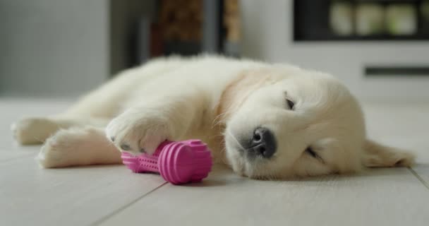 Lindo Golden Retriever Cachorro Durmiendo Suelo Con Juguete Favorito — Vídeo de stock