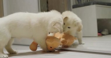 Komik köpek aynanın yanında oyuncak ayıyla oynuyor..