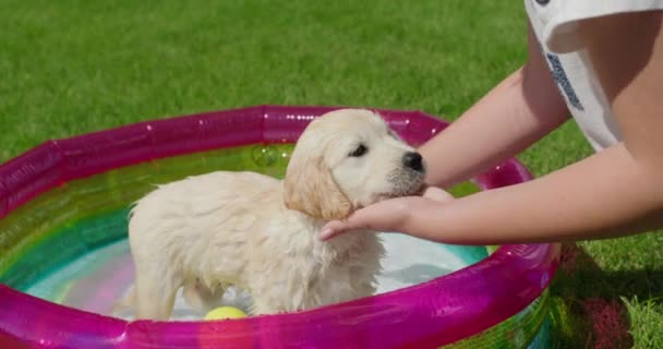 在室外的小游泳池里给一只金毛猎犬洗澡的女人 — 图库视频影像