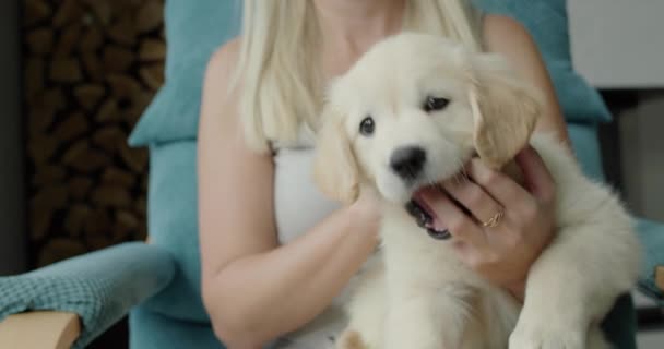 女性はかわいいゴールデンレトリーバーの子犬と遊んでいる 子犬は彼女の指を噛んでいる — ストック動画