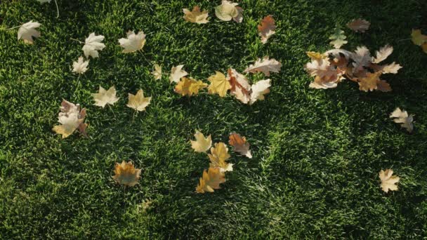 Das Wort Verkauf Ist Mit Gelben Herbstblättern Auf Grünem Gras — Stockvideo