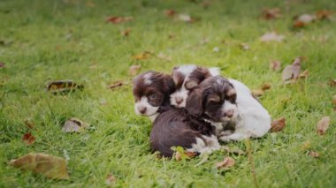 Sonbahar çimlerinde birbirine sarılan bir sürü sevimli yavru köpek..